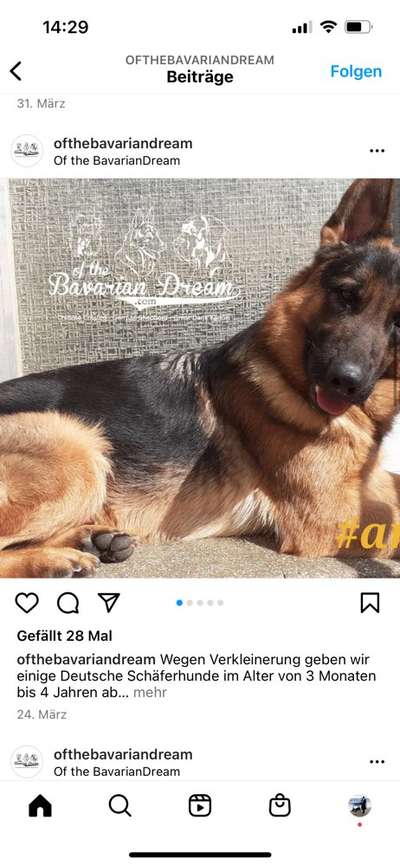 Alles rund um den Schäferhund, diskutieren erwünscht.-Beitrag-Bild