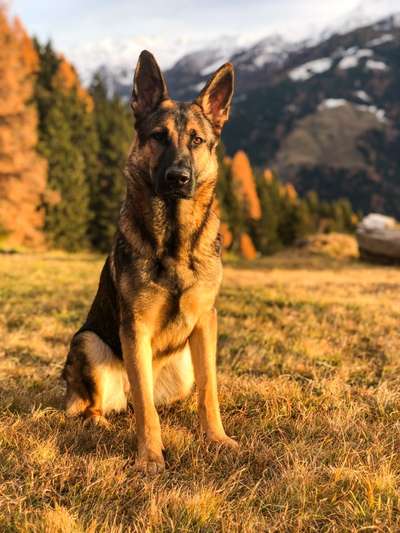 Schäferhund-Fans?-Beitrag-Bild