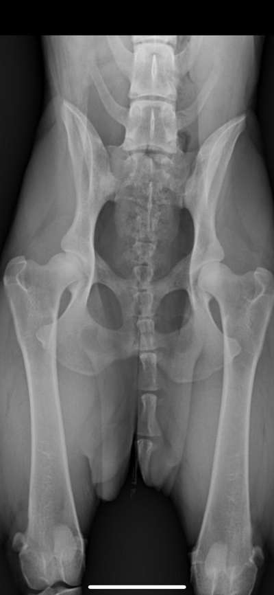 Alles rund um den Schäferhund, diskutieren erwünscht.-Beitrag-Bild