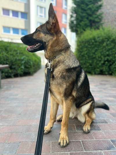 Alles rund um den Schäferhund, diskutieren erwünscht.-Beitrag-Bild