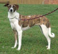 Der Gewichts-Thread-Beitrag-Bild