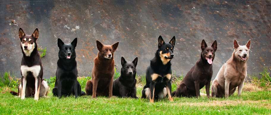 Alles rund um den Schäferhund, diskutieren erwünscht.-Beitrag-Bild