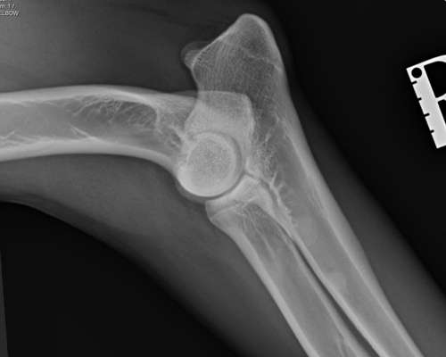 Alles rund um den Schäferhund, diskutieren erwünscht.-Beitrag-Bild