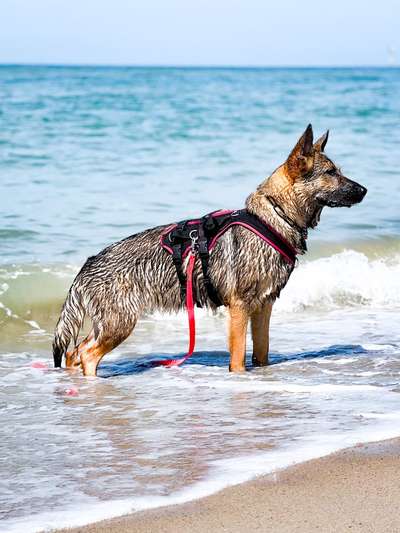 Alles rund um den Schäferhund, diskutieren erwünscht.-Beitrag-Bild