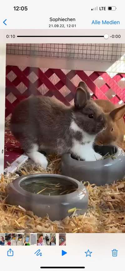 Alles rund um den Schäferhund, diskutieren erwünscht.-Beitrag-Bild