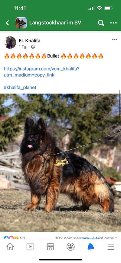 Alles rund um den Schäferhund, diskutieren erwünscht.-Beitrag-Bild