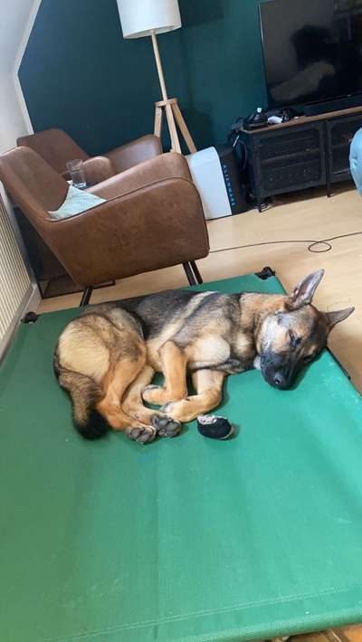 Alles rund um den Schäferhund, diskutieren erwünscht.-Beitrag-Bild