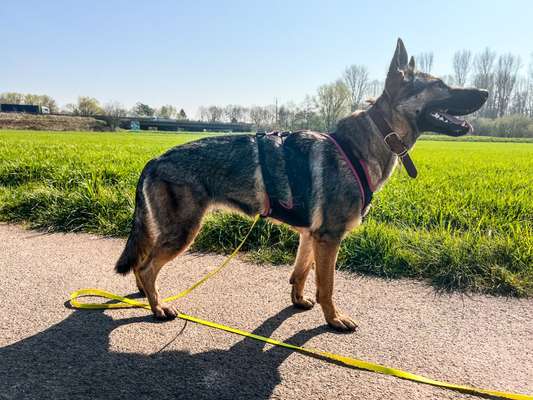 Alles rund um den Schäferhund, diskutieren erwünscht.-Beitrag-Bild