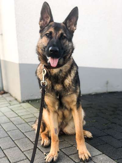 Alles rund um den Schäferhund, diskutieren erwünscht.-Beitrag-Bild