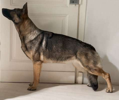 Alles rund um den Schäferhund, diskutieren erwünscht.-Beitrag-Bild