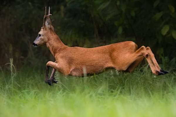 Alles rund um den Schäferhund, diskutieren erwünscht.-Beitrag-Bild