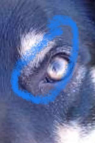 Alles rund um den Schäferhund, diskutieren erwünscht.-Beitrag-Bild