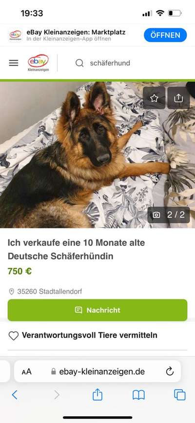 Alles rund um den Schäferhund, diskutieren erwünscht.-Beitrag-Bild