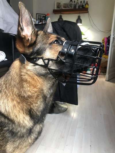 Alles rund um den Schäferhund, diskutieren erwünscht.-Beitrag-Bild