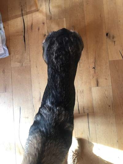 Der Gewichts-Thread-Beitrag-Bild