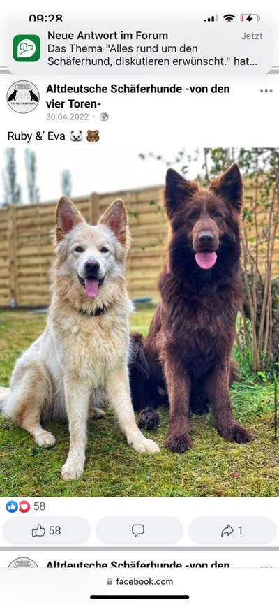 Alles rund um den Schäferhund, diskutieren erwünscht.-Beitrag-Bild