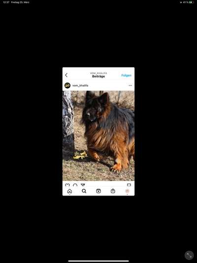 Alles rund um den Schäferhund, diskutieren erwünscht.-Beitrag-Bild