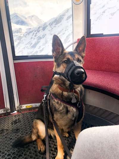 Alles rund um den Schäferhund, diskutieren erwünscht.-Beitrag-Bild