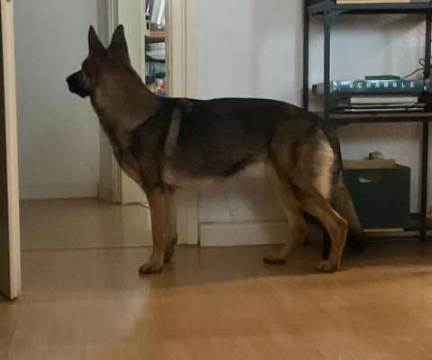 Der Gewichts-Thread-Beitrag-Bild