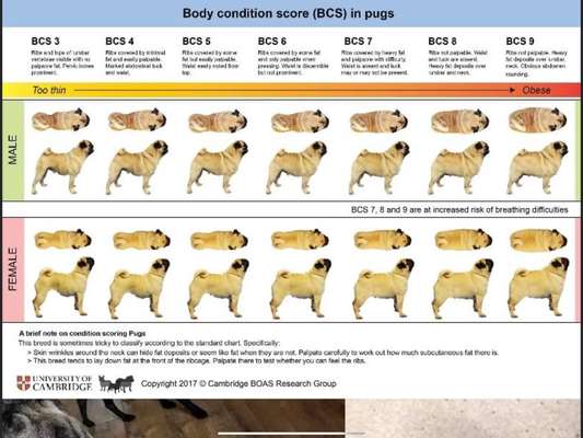 Der Gewichts-Thread-Beitrag-Bild