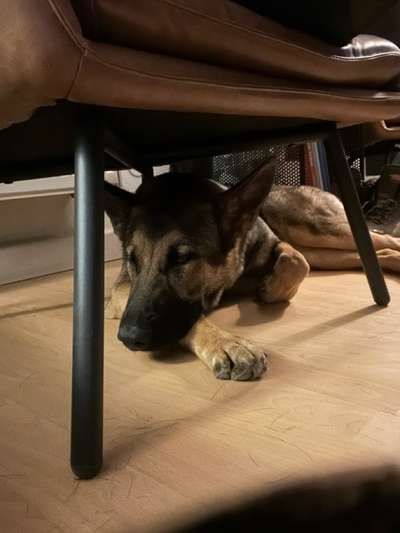 Alles rund um den Schäferhund, diskutieren erwünscht.-Beitrag-Bild