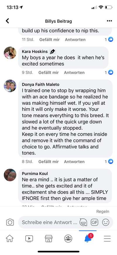 Alles rund um den Schäferhund, diskutieren erwünscht.-Beitrag-Bild