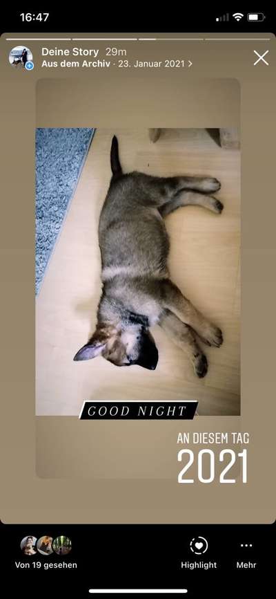 Alles rund um den Schäferhund, diskutieren erwünscht.-Beitrag-Bild