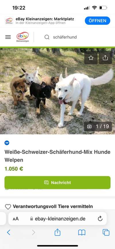 Alles rund um den Schäferhund, diskutieren erwünscht.-Beitrag-Bild