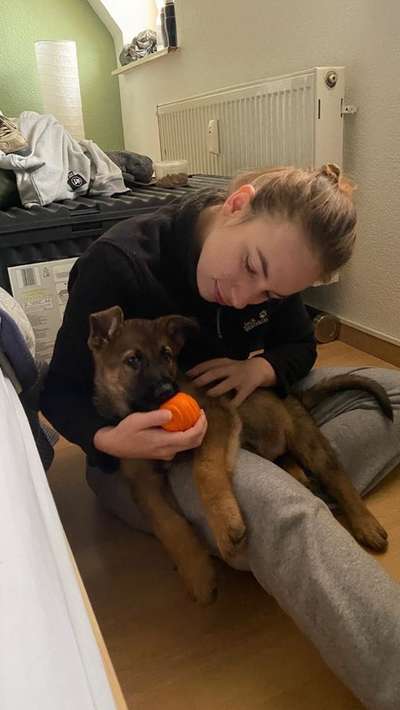 Alles rund um den Schäferhund, diskutieren erwünscht.-Beitrag-Bild