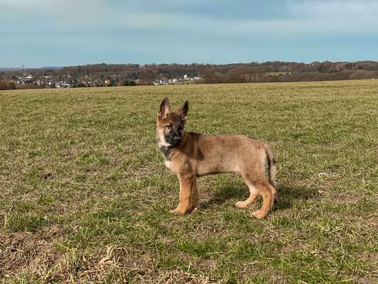 Der Gewichts-Thread-Beitrag-Bild