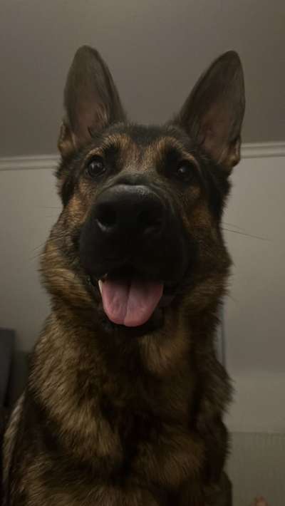 Alles rund um den Schäferhund, diskutieren erwünscht.-Beitrag-Bild