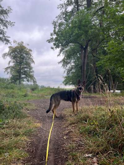 Alles rund um den Schäferhund, diskutieren erwünscht.-Beitrag-Bild