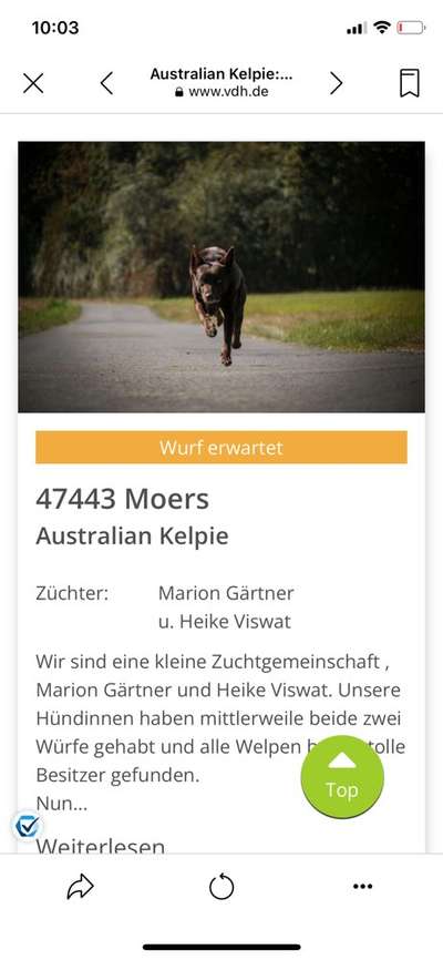 Alles rund um den Schäferhund, diskutieren erwünscht.-Beitrag-Bild