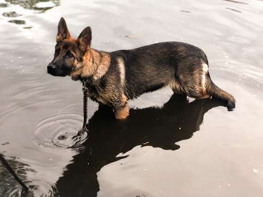 IGP- Fährten, Unterordnung, Schutzdienst-Beitrag-Bild