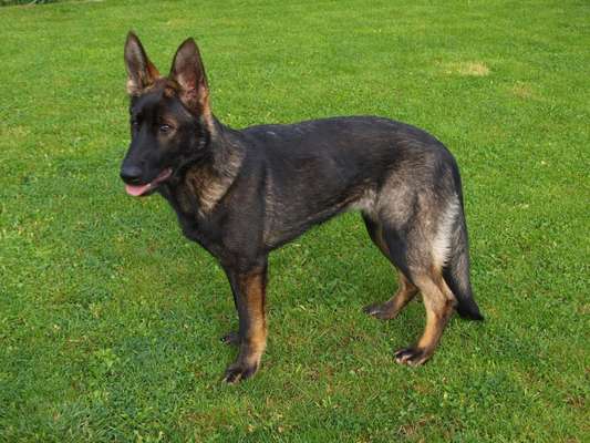 Alles rund um den Schäferhund, diskutieren erwünscht.-Beitrag-Bild