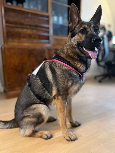 Schäferhund-Beitrag-Bild