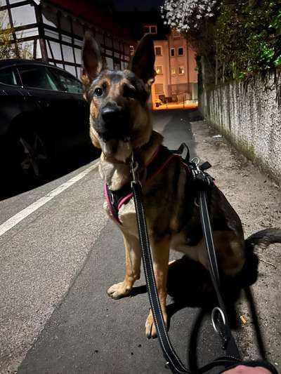 Alles rund um den Schäferhund, diskutieren erwünscht.-Beitrag-Bild