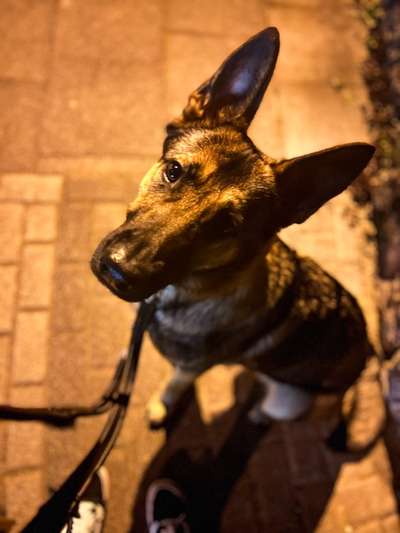 Alles rund um den Schäferhund, diskutieren erwünscht.-Beitrag-Bild