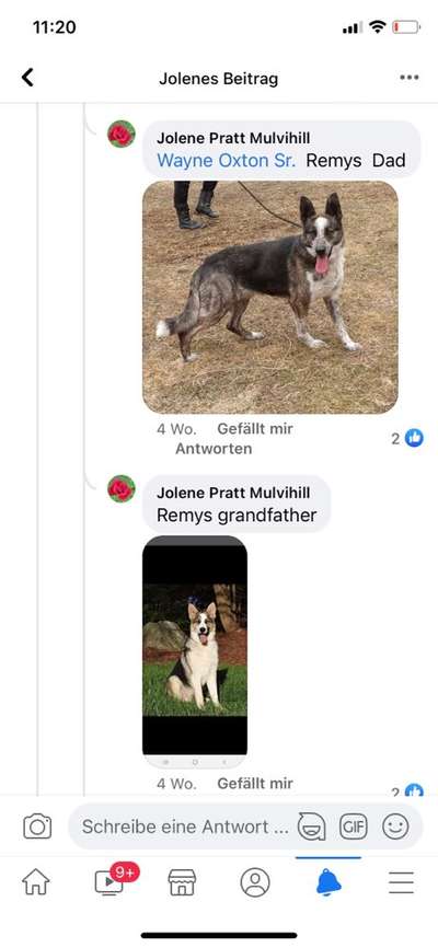 Alles rund um den Schäferhund, diskutieren erwünscht.-Beitrag-Bild