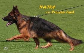 Alles rund um den Schäferhund, diskutieren erwünscht.-Beitrag-Bild