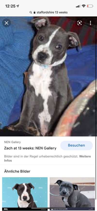 Wirklich ein LabradorBoxer Mischling-Beitrag-Bild