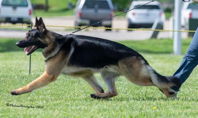 Alles rund um den Schäferhund, diskutieren erwünscht.-Beitrag-Bild
