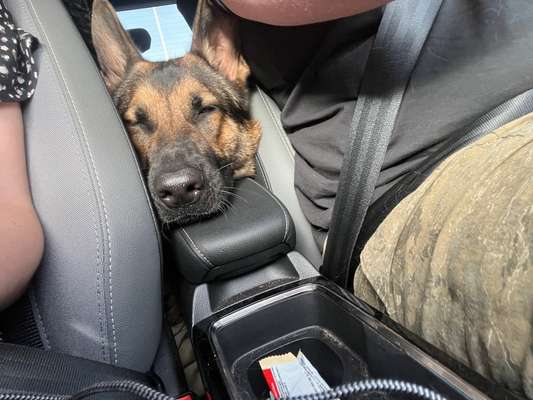 Alles rund um den Schäferhund, diskutieren erwünscht.-Beitrag-Bild