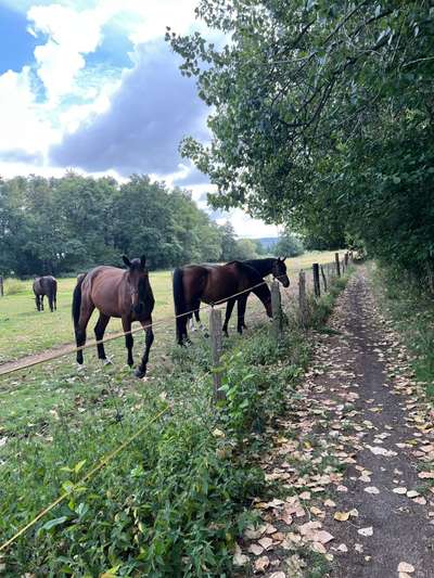 Alles rund um den Schäferhund, diskutieren erwünscht.-Beitrag-Bild