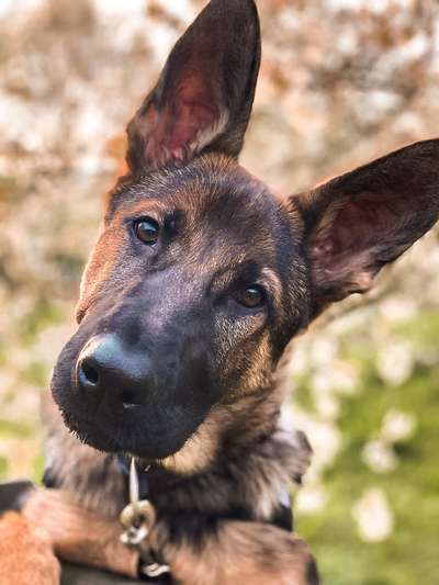 Fotochallenge No. 26                                     Wald und Wiese-Beitrag-Bild