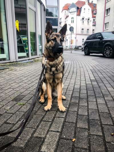 Schäferhund-Fans?-Beitrag-Bild