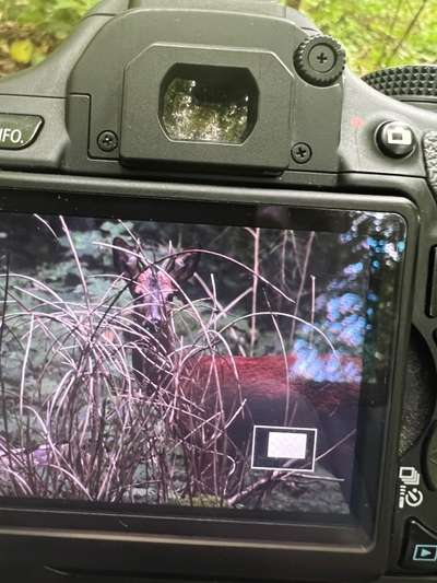 Alles rund um den Schäferhund, diskutieren erwünscht.-Beitrag-Bild