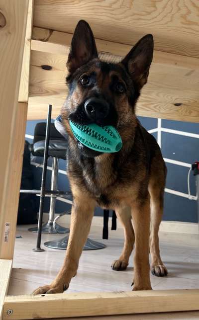 Alles rund um den Schäferhund, diskutieren erwünscht.-Beitrag-Bild