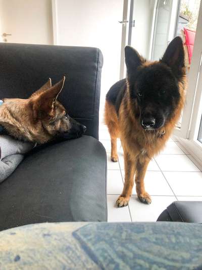 Alles rund um den Schäferhund, diskutieren erwünscht.-Beitrag-Bild