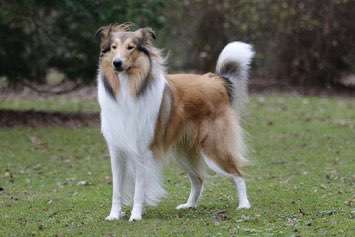 Alles rund um den Schäferhund, diskutieren erwünscht.-Beitrag-Bild